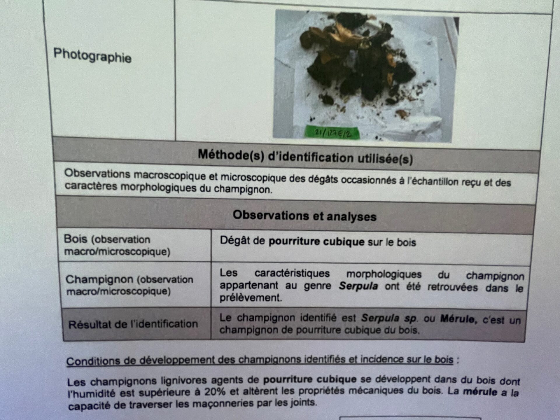 Champignons du bois : une analyse mycologique pour être sûr